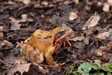 European Common Frog at spring