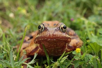 Portrait of an European Common Frog at spring