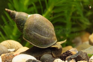 Great pond snail in Alsace in the spring