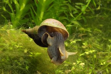 Great pond snail in Alsace in the spring