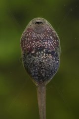 Portrait of a Tadpole Frog