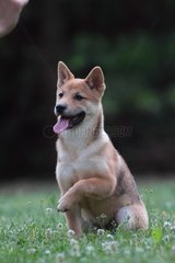 Shiba Inu sitting in a meadow and lifting the leg