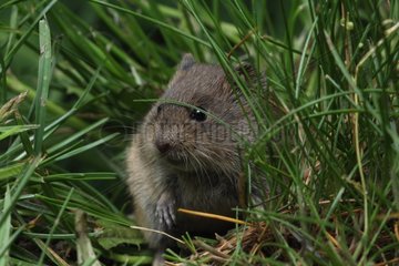Field Vole in Alsace France