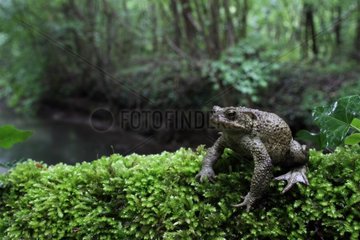 Common toad in the Ried Alsace France