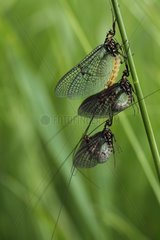 Mayfly mating with two males in Alsace France