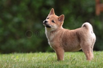 Shiba Inu puppy in a meadow in spring