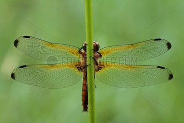 Dragonfly in the immature male fawn Ried Alsace France