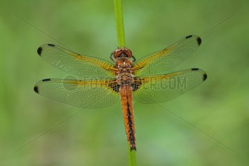 Dragonfly in the immature male fawn Ried Alsace France