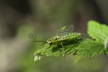 Sawfly in the grass in France