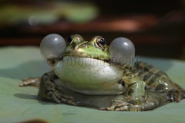 Green Frog blowing his vocal sac Alsace France