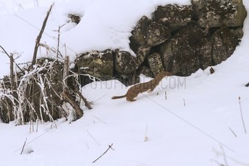 Least Weasel running in the snow - Balkans Bulgaria