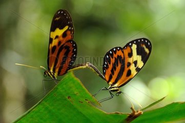 Butterflies mating on leaf - French Guiana