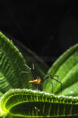 Spider spinning its web on a leaf - French Guiana