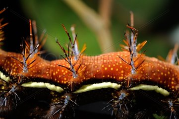 Butterfly caterpillar Automeris - French Guiana