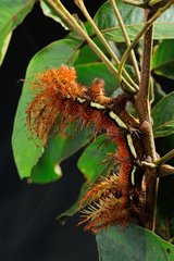 Butterfly caterpillar Automeris - French Guiana