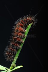 Caterpillar eating a stalk - French Guiana