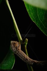 Caterpillar on rod - French Guiana