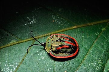 Tortoise Beetle Cyclosoma palliata on leaf - French Guiana