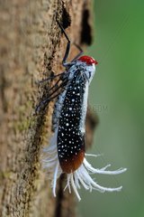 Lantern Fly on trunk - French Guiana