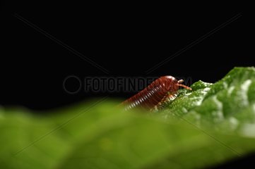 Diplopoda on a leaf - French Guiana
