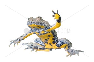 Yellow-bellied Toad on white background