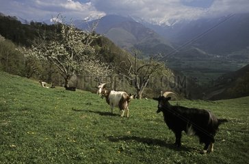 Pyrenean goats in spring France