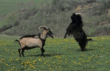 Pyrenean he-goats fighting France