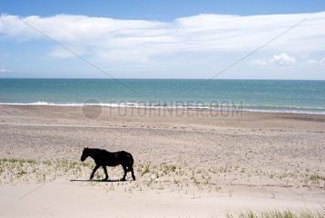 Horse walking on the beach Goulet St. Pierre et Miquelon