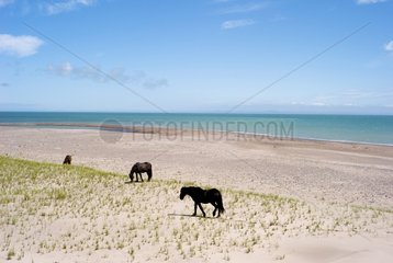 Horses walking on the beach Goulet St. Pierre et Miquelon