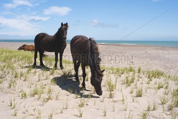Horses walking on the beach Goulet St. Pierre et Miquelon