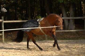 Horse runs in a career - France