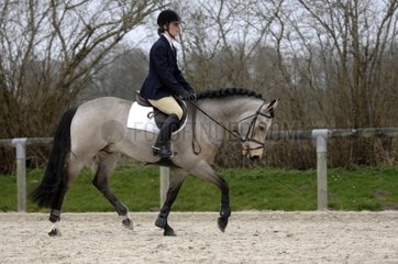 Working trot in a dressage exercise - France