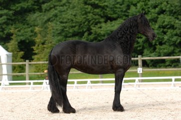 Frisian horse - France