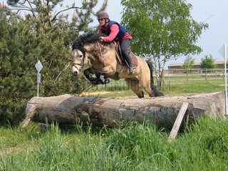 New Forest pony jumping an obstacle trunk Cross - France