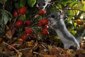 Fat dormice eating rosehips in the autumn - France