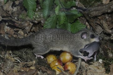 Female dormouse carrying her young from one nest to another