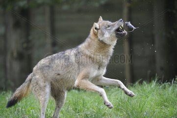 Wolf playing with a vole