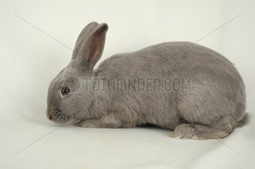 Marburg Feh rabbit on white background