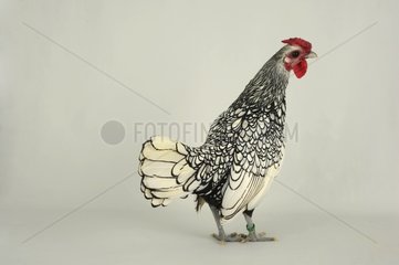 Sebright cock on white background