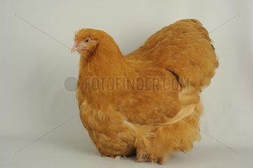 Fawn Orpington hen on white background