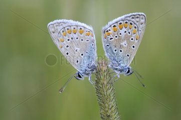 Common Blue on an ear - Lorraine France