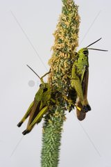 Tricolor crickets on ear - Lorraine France
