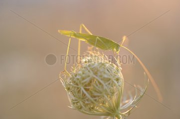 Sickle-bearing Bush Cricket on flower - Lorraine France
