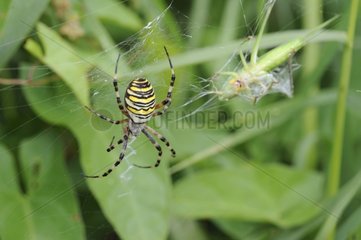 Wasp spider on his web - Lorraine France