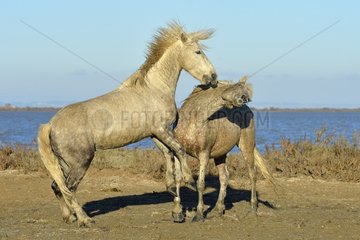 Contest between two Camargue horses in the marshes - France