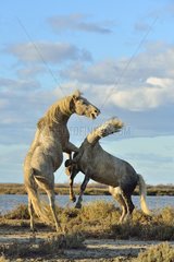 Contest between two Camargue horses in the marshes - France