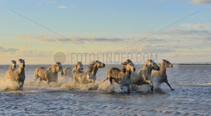 Camargue horses running in a swamp in winter - France