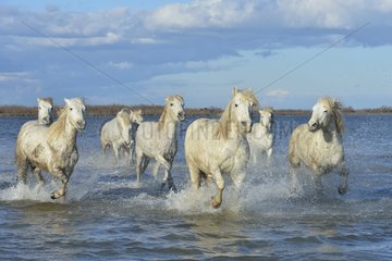 Camargue horses running in a swamp in winter - France
