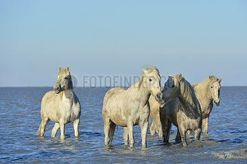 Camargue horses in a swamp in winter - France