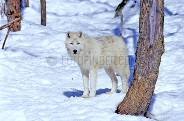Loup de l'Arctique au milieu des arbres Canada